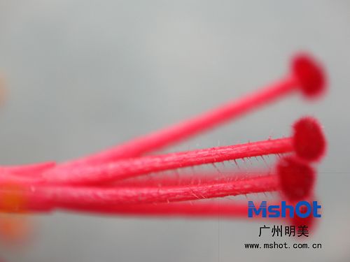 顯微攝影